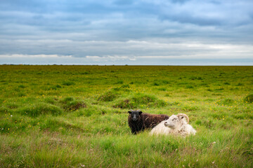 Icelandic sheep in the meadow in the South East of Iceland.