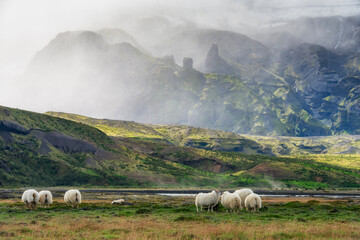 Icelandic sheep in the mountain area of Porsmork in Iceland.
