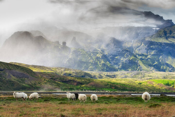 Icelandic sheep in the mountain area of Porsmork in Iceland.
