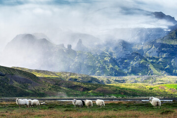 Icelandic sheep in the mountain area of Porsmork in Iceland.