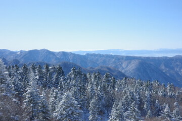 Panoramic view of a frozen evergreen forest and blue mountain ranges.