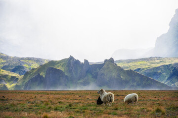 Icelandic sheep in the mountain area of Porsmork in Iceland.
