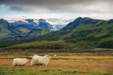 Icelandic sheep in the mountain area of Porsmork in Iceland.