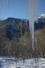 Large frozen icicles hang in the foreground of a snowy mountain forest landscape.