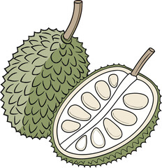 Detailed line drawing of a whole and halved Marang fruit (Artocarpus odoratissimus) fruit