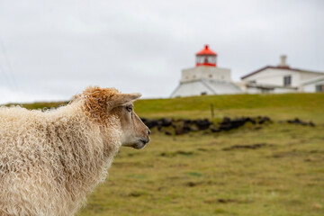 Sheep on a meadow in the hills of the Westman Islands in Iceland.