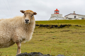 Sheep on a meadow in the hills of the Westman Islands in Iceland.