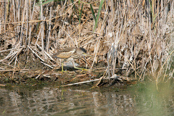 A young little bittern (Botaurus minutus) is photographed close-up on the bank of a pond among dense reeds.