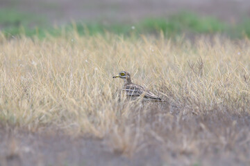 A close-up shot of an adult stone-curlew (Burhinus oedicnemus) hiding among dry grass.