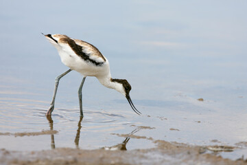 Young and adult pied avocet (Recurvirostra avosetta) photographed in different situations on the shore of a saltwater estuary