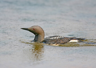 Various black-throated loons (Gavia arctica) are photographed close-up swimming in the blue water of the sea and on the shore.
