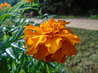 This beautiful marigold displays its bright orange petals, a cheerful sight in any garden. Bright orange Marigold Flower in Garden &ndash; Close-Up Nature Photography