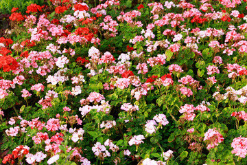 spring season nature view colorful flower blossom vivid background