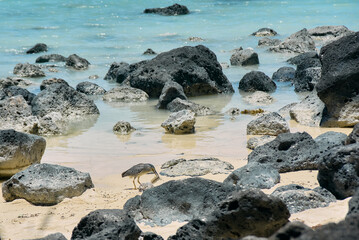 A green-backed heron hunts for fish near the shoreline, standing alert in shallow water. The scene captures the bird&rsquo;s natural fishing behavior, sharp focus, and calm wetland environment