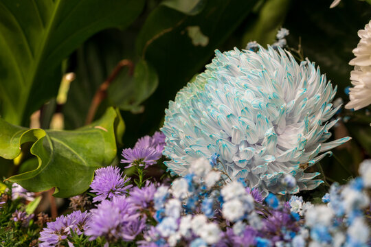 Beautiful light blue and white artificially cultivated chrysanthemums