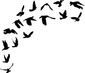 Doves and pigeons set for pea...