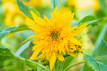 Japan, close-up of eight-eight sunflowers