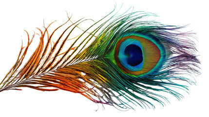 Obraz premium Single peacock feather elegantly arranged on transparent png background. Ai generated