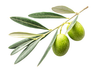 Two Green Olives on a Branch with Dark Background olive branch