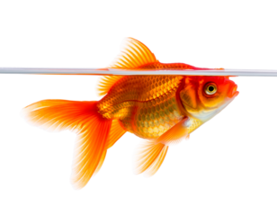 Bright Orange Goldfish Swimming Just Below Water Surface on Black Background aquatic animal
