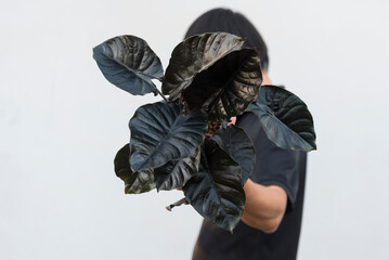 
alocasia infernalis  in the pot   
