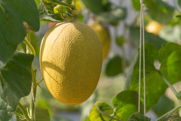 Closeup to Fresh golden melon in greenhouse of farm