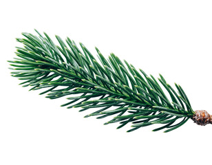 Close-up of a single green pine branch with sharp needles on a black background evergreen conifer