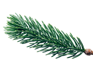 Close-up of a single green pine branch with sharp needles on a black background evergreen conifer