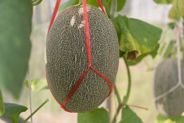 Fresh green melon in greenhouse