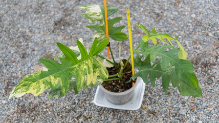  Philodendron Philodendron Distantilobum x Florida beauty Variegated on the ground