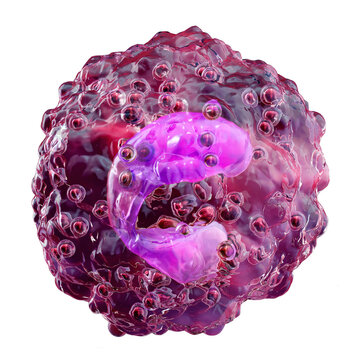 Eosinophil cell with bilobed nucleus and granules. Immune response, allergy, asthma, inflammation, defense against parasites. Hematology, immunology science. Medical white blood cell PNG illustration