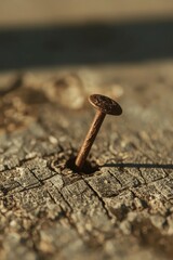 A captivating close-up shot focuses on a single, rusty metal nail partially driven into a piece of deeply weathered and cracked wood. The warm, natural light of the golden hour bathes the scene, creat