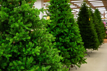 A row of green undecorated artificial Christmas trees been displayed for sale in shopping mall....
