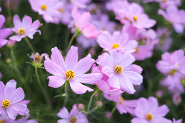 Fototapeta premium Beautiful blooming pink cosmos flower in the garden.