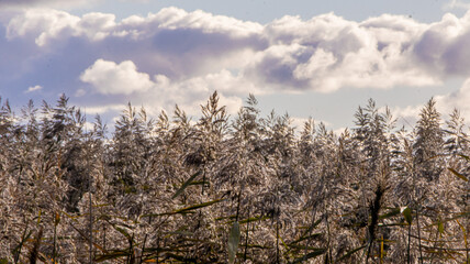 Okolice jez. Resko k/Mrzeżyna © lech