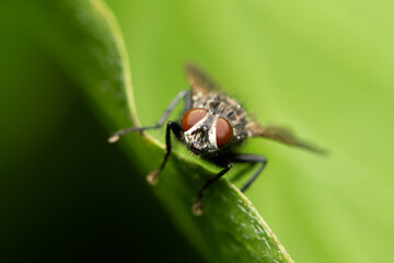 Portrait macro of fly perched on green leaf surface
