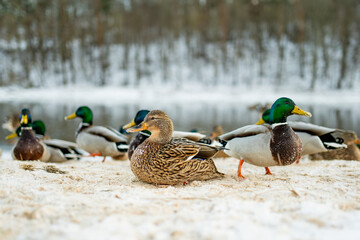 Group of mallard ducks stand on snowy riverbank, some with snow-dusted feathers, while others rest or move near the icy water. Winter wildlife moment, calm and close to nature.