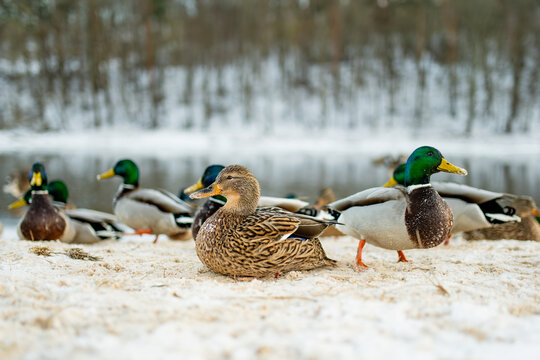 Group of mallard ducks stand on snowy riverbank, some with snow-dusted feathers, while others rest or move near the icy water. Winter wildlife moment, calm and close to nature. - Powered by Adobe