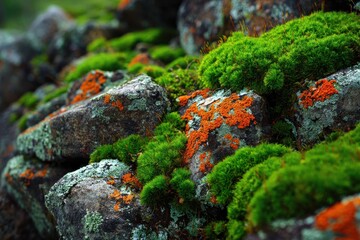 Lush green moss-covered stones with vibrant orange lichens providing a serene natural beauty and textured contrast in soft lighting perfect for nature enthusiasts and eco-friendly designs