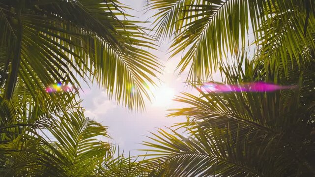 Tropical palm leaves in jungle
