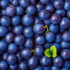 Fototapeta premium ripe blue grapes suggests abundance and sweetness, perfect for winemaking or enjoying fresh fruits