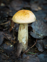 Single small yellow mushroom standing on forest ground