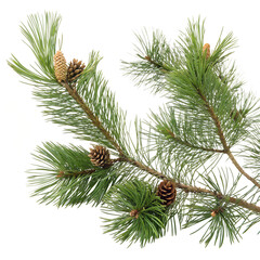 christmas tree branches