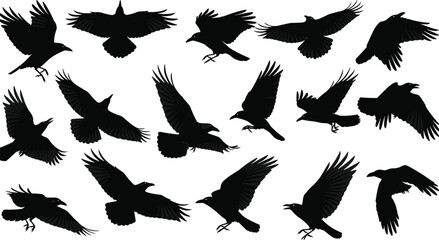 Fototapeta premium PrintCollection of flying crow silhouettes in various dynamic poses, detailed black bird vector illustration for wildlife design elements, nature graphics and creative artwork