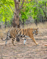 wild female bengal tiger or panthera tigris bandhavgarh national park forest reserve madhya pradesh india. tigress side profile walking territory marking strolling in evening wildlife safari in winter