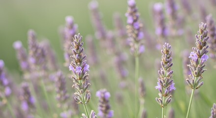 Fototapeta premium Lavender Field Close-Up: Serene Purple Blooms Against Soft Green Background