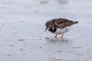 Turnstone on the beach in its natural environment on the sand looking for food