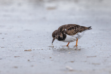 Turnstone on the beach in its natural environment on the sand looking for food