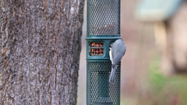 Grey tufted titmouse eating at peanut bird food feeder. 