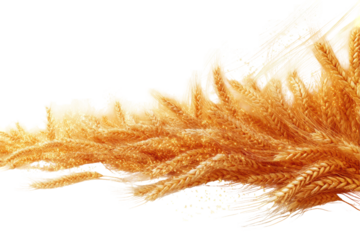 Golden Wheat Field Illustration. Abundant Harvest And Agricultural Prosperity Isolated On Transparent Background